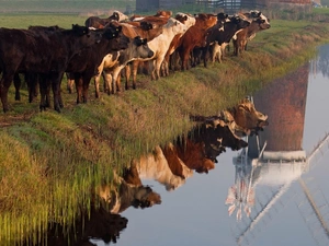 reflection, Cows, River