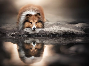 dog, reflection, shetland Sheepdog, water