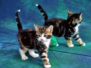 Mirror, reflection, small, kitten, multicolored