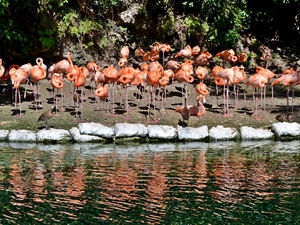 reflection, Flamingos, water