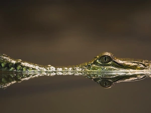 reflection, Gawial, water
