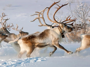 reindeer, winter