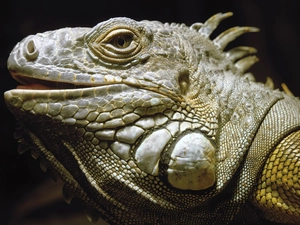 reptile, great, Iguana