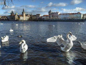 Vltava, Swan, Prague, River, birds, Houses, Czech Republic
