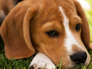 rest, Beagle, Meadow