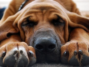 Bloodhound, resting, dream, dog-collar