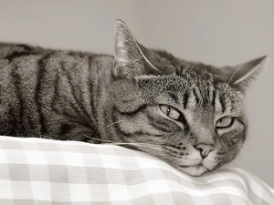 resting, cat, lazybones