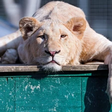 Lion, resting