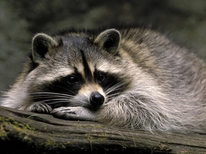 Resting, raccoon