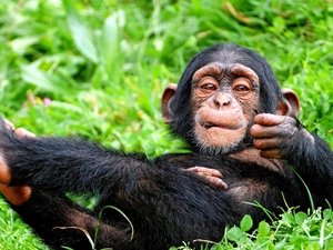 small, chimpanzee, scrub, Resting