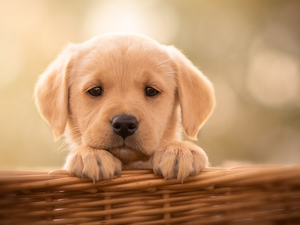 basket, Puppy, Labrador Retriever