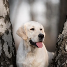 Stems, dog, birch, blurry background, trees, Labrador Retriever