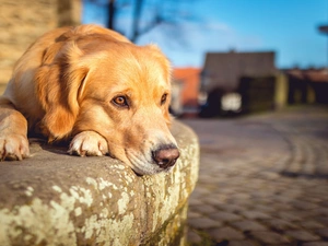 curb, lying, Labrador Retriever