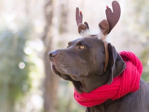 disguise, dog, Labrador Retriever