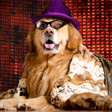 Glasses, coverlet, Golden Retriever, Hat, dog