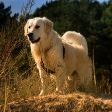 grass, Plants, Golden Retriever, braces, dog