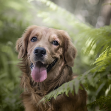 fern, dog, Golden Retriever