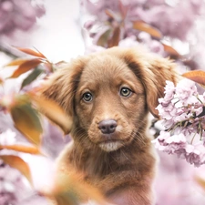 Retriever Nova Scotia, Brown, Fruit Tree, Puppy, dog, Flowers, blur