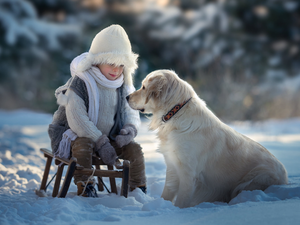 sledge, boy, Golden Retriever, snow, dog, winter