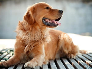 retriever, breathless, golden