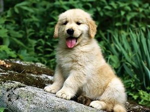 green, Puppy, Golden Retriever