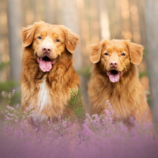 Two cars, Retriever Nova Scotia, heathers, Dogs