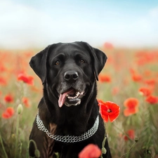 Flowers, papavers, Labrador Retriever, dog-collar, dog