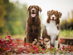 ##, Plants, Labrador Retriever, Australian Shepherd, Dogs