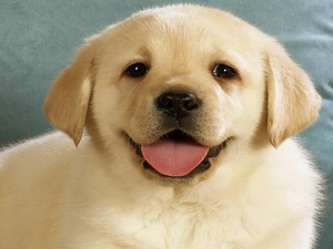 retriever, Puppy, Labrador