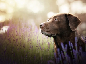 lavender, dog, Labrador Retriever