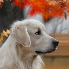 Leaf, dog, Golden Retriever