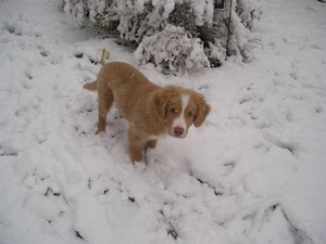 snow, Retriever Nova Scotia, Puppy
