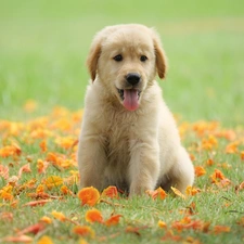 Meadow, Leaf, Golden Retriever, tongue, Puppy