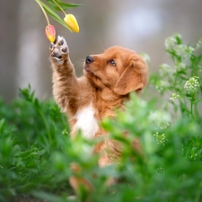 Flowers, Tulips, Puppy, Retriever Nova Scotia, dog