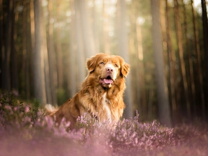 dog, heathers, forest, Retriever Nova Scotia