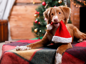 dog, Hat, Nicholas, Retriever Nova Scotia