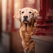 wall, dog, Golden Retriever