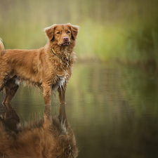 water, dog, Retriever Nova Scotia