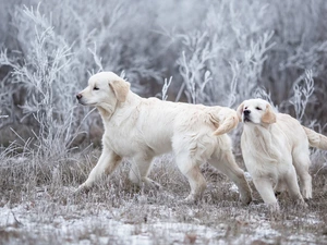 Golden Retrievery, Two cars, Dogs