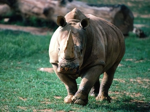 Rhino, grass