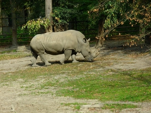 Rhino, Leaf
