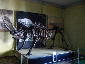 Rhino, skeleton