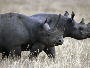 grass, Two cars, Rhinos