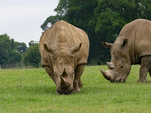 Rhinos, grass