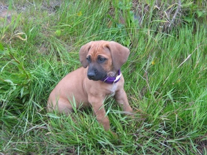 honeyed, Rhodesian ridgeback, grass, puppy