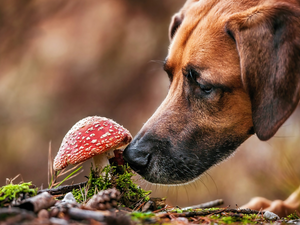 toadstool, dog, Rhodesian ridgeback