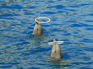 Rims, dolphins, water