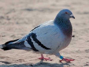 ring, pigeon, Sand