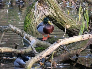 River, ducks, branches
