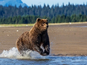 River, Bear, brown